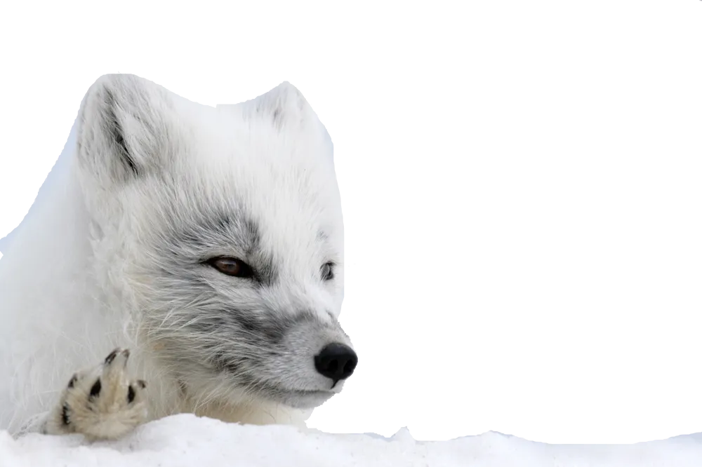Arctic fox standing on a cliff, overlooking the icy sea png